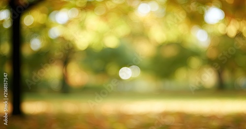 Autumnal park scene with soft, blurred trees and golden light