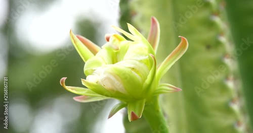 The flowers of a cactus in the forest; cactus.