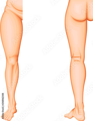 Lower Limb Anatomy and Anatomical Regions of the Thigh, Knee, Leg, Ankle and Foot