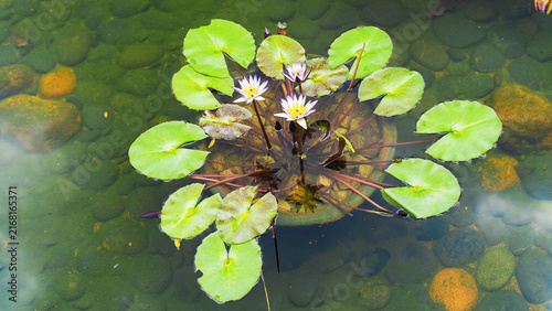 Fotografía Water lilies growing in a pond with rocks and clear water during daylight