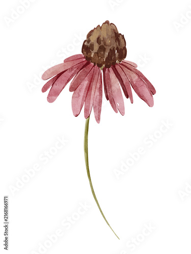 Watercolor echinacea herbal flower plant