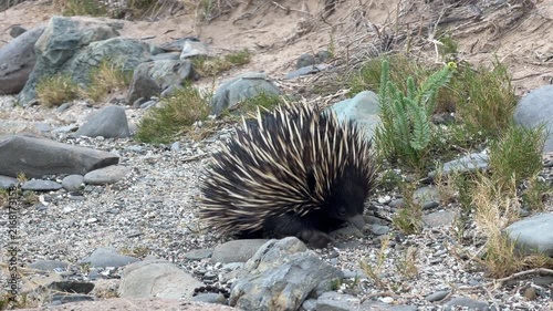Short beaked echidna (Tachyglossus aculeatus) close up walking along a sandy track on the Fleurieu Peninsula in South Australia in 4K footage
