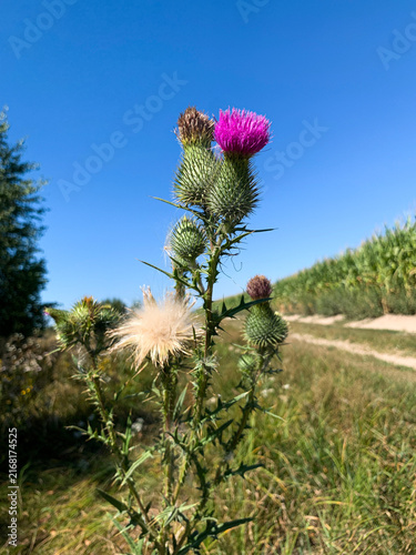 Konstfotografi A close-up shot of a blooming spear thistle (Cirsium vulgare) with vibrant purple-pink flowers and sharp, spiny bracts