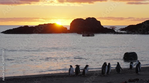 Gentoo penguins walking along beach at sunrise