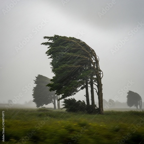 Trees bent by strong winds