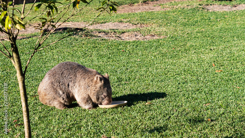 Quadro su tela wombat animal cute furry fluffy australian
