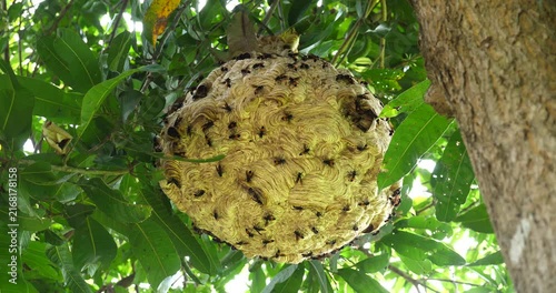 (Wasp) A large wasp nest on a tree; an insect ecosystem,Insects and the environment, ecology concept.