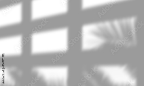 Natural Window Light and Tree Leaf Shadow Overlay PNG Isolated on Transparent Background