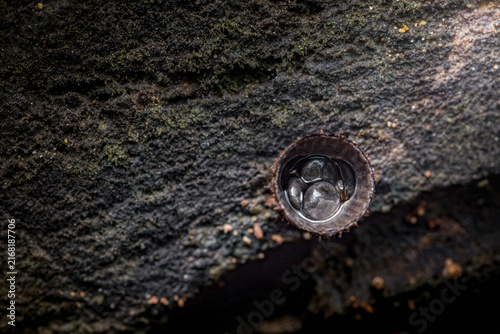Quadro su tela Bird's nest fungus growing on mossy wood