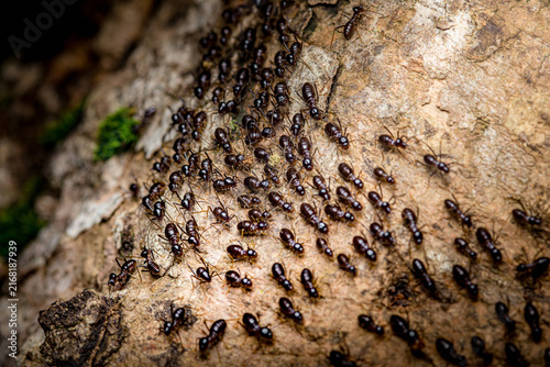 Quadro su tela Ants crawling on forest log decomposing wood