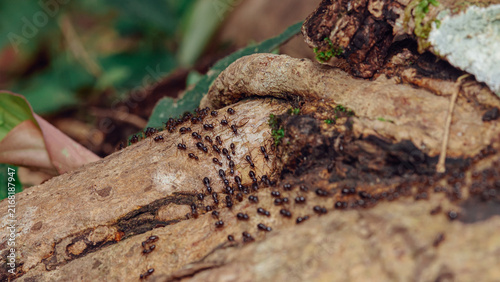 Quadro su tela Ants crawling on decomposing wood in forest