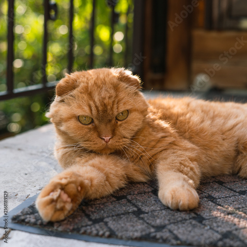 Fotografie Ginger Scottish Fold cat relaxing on a mat in a sunny outdoor setting
