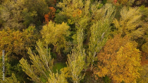 Aerial view of the autumn forest