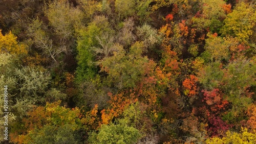 Aerial view of the autumn forest