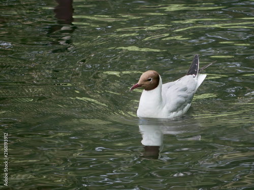 Foto A black headed gull swimming in a pond