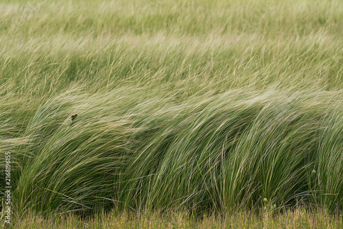 Close-up of green dune grass blowing in the wind against a pale sky