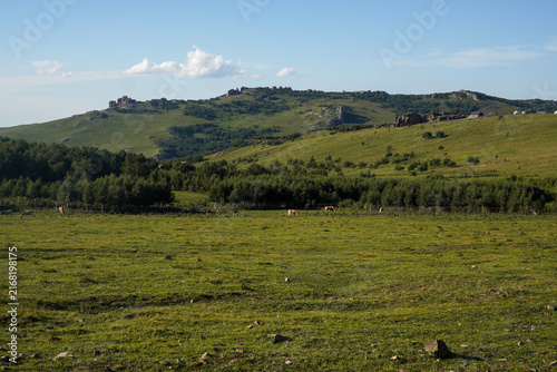 Fotografía Grassy hills and dense forest under clear blue sky