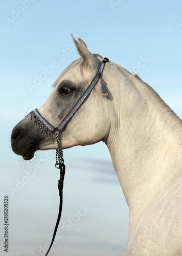 Arabian Horse, portrait of a white stallion with jewelry bridle in sky background