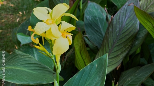 Vibrant yellow Canna indica flower blooming on a tall stem surrounded by large green leaves in a sunlit garden in Iași, Romania.