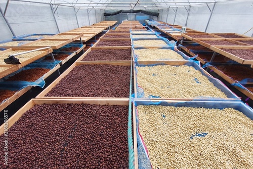 Close up of coffee beans drying in the sun
