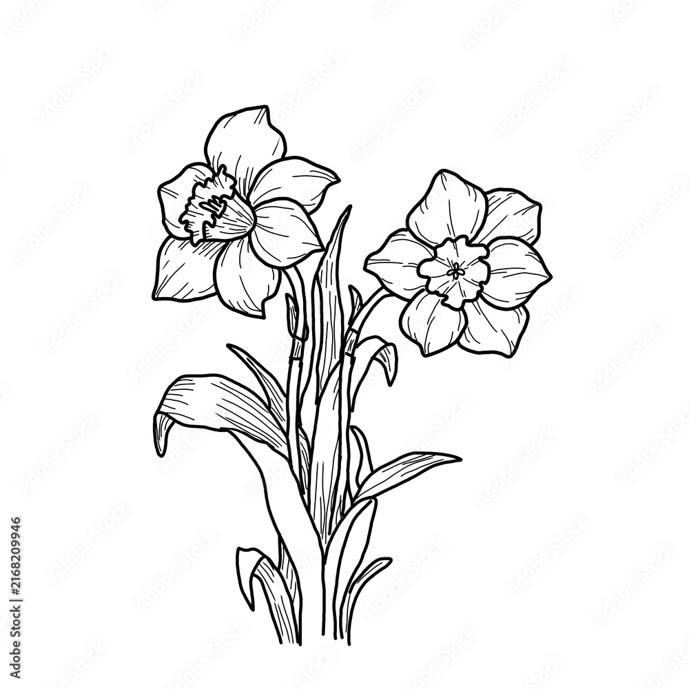 Obraz premium vector drawing of a flower peony