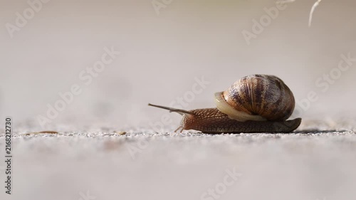 Close up of one snail crossing country road, side view
