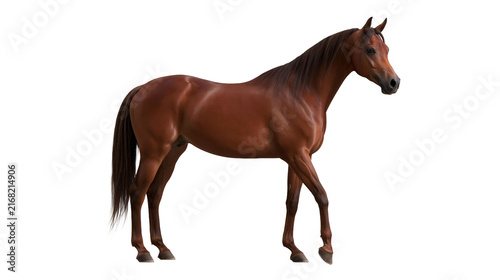 Full Body Side View Of A Majestic Brown Horse Standing Isolated On A Clean Transparent Background
