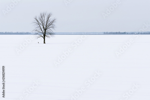 Foto Solitary Tree and Bird on Vast White Snow Field Landscape