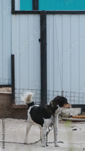 Slow-motion video of a small mixed-breed dog barking while tethered near its doghouse in the yard. The alert dog looks at the camera and barks.