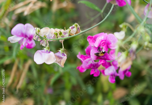 Fotografía Bee foraging inside pink broadleaf sweet pea flower cluster on green vine