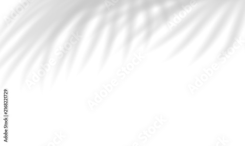 Realistic transparent shadow from leaves of palm tree isolated on transparent background. Natural blurred tropical palm branches. Mockup with tropic leaves shadow overlay effect. Vector illustration