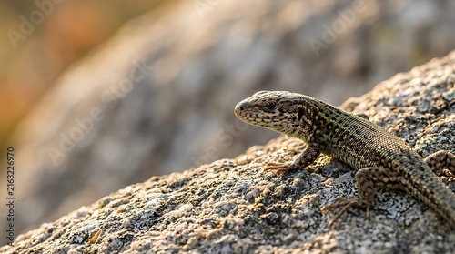 Small lizard resting on a weathered sunlit granite rock outdoor