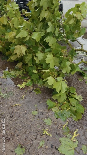 Fallen green tree branch with broad leaves blocking wet pavement after stormy weather