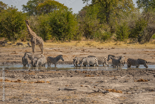 Cuadro en lienzo Herd of zebras drinking water at a muddy waterhole in the african savanna with a
