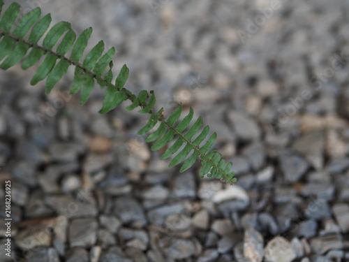Foto close-up photograph showcasing a single green fern leaf stem extending diagonally over a blurred background of gray crushed gravel stones