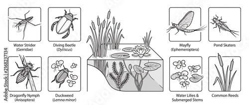Pond Ecosystem Insects and Plants Illustration