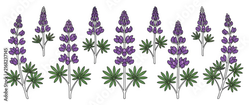 Purple Lupine Flowers Isolated Transparent Background Vector Illustration