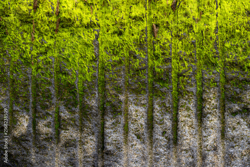 Obraz na płótnie Bright green Ulva algae growing on the weathered surface of a coastal groyne at Waxham Beach, Norfolk, creating an abstract natural pattern in the intertidal zone