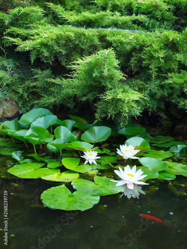 Bild auf Leinwand White Water Lilies Blooming in Garden Pond with Koi Fish