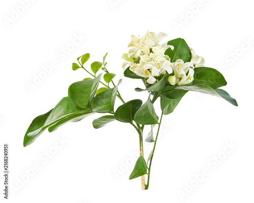 Photography Fragrant white orange jasmine flowers (Murraya paniculata) with glossy green pinnate leaves, presented as a botanical cluster isolated on transparent background with clipping path