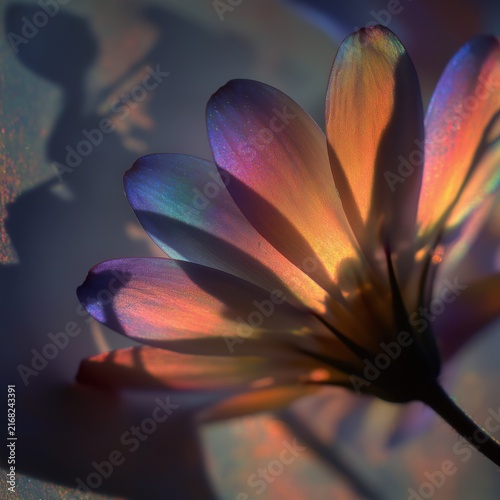 Dream weaving macro close-up of a flower with iridescent rainbow petals, where shadows and silhouettes braid through a surreal fantasy composition and a faint witch figure is formed from negative spa