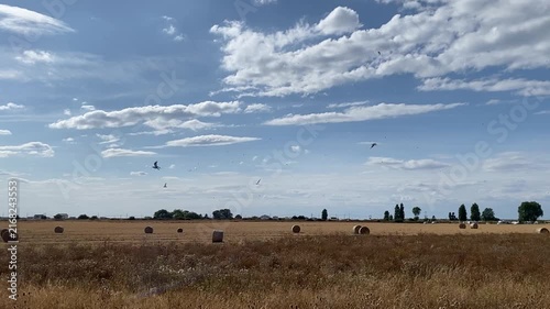 Birds Flying Above Straw Bales in a Harvested Summer Field