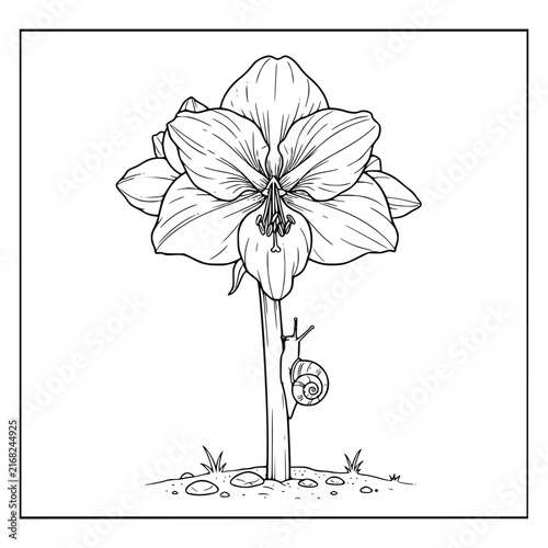 Beautiful Amarryllis Flower on a Stem with a Tiny Snail Coloring Page