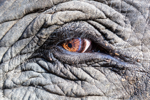 India, Madhya Pradesh, Close up of asian elephant eye at Kanha National Park