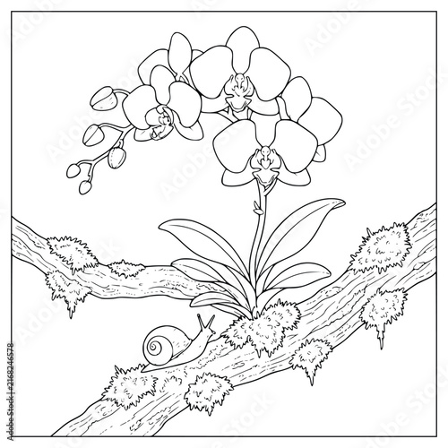 Beautiful Orchid Flower on a Mossy Tree Branch with a Snail Coloring Page
