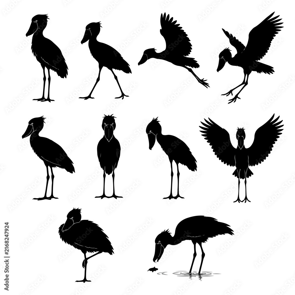 Naklejka premium set of birds