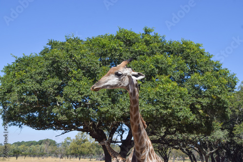 Canvas Print A giraffe stands next to a tree in a nature reserve in Africa