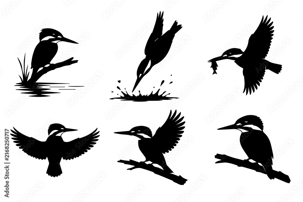 Fototapeta premium set of birds