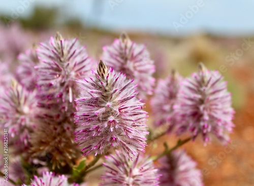 Konstfotografi Pink mulla mulla flowers blooming close up image taken in Western Australia's Pi