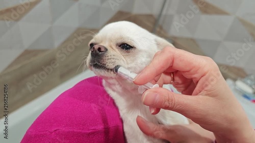 Chihuahua receives medicine through a syringe in a home setting